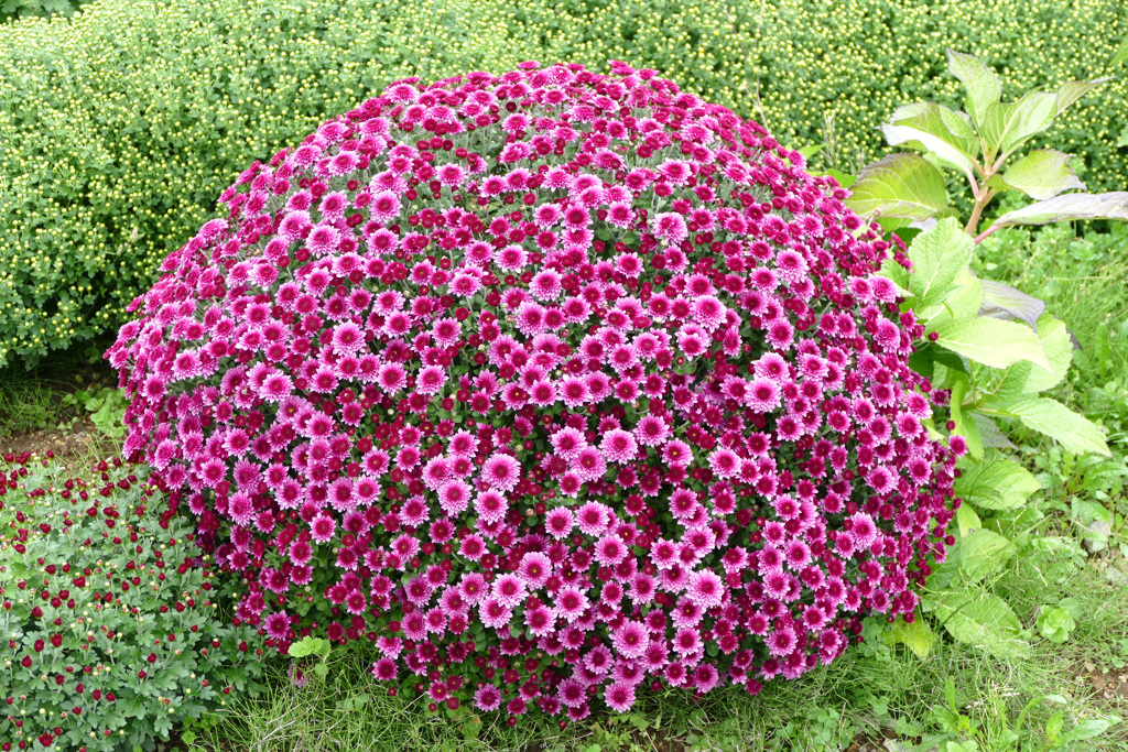 笊菊