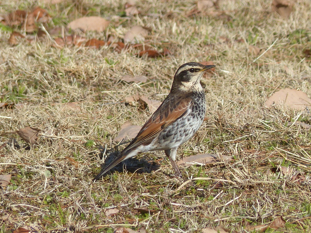 冬の里山で8（ツグミ)