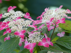 紫陽花