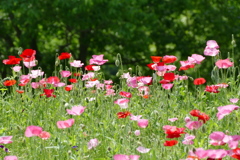 花畑で
