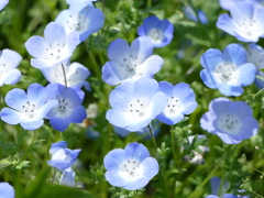 春の花(ネモフィラ)