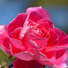 秋の花5(秋バラ2)