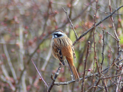 里山の冬鳥たち