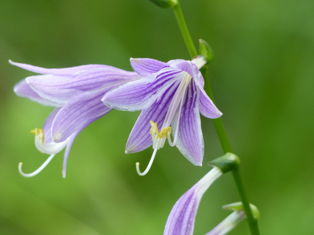 夏の里山で21(夏の花)