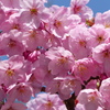 春の花2(桜1)
