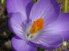 春の花2