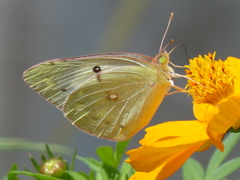 夏の昆虫