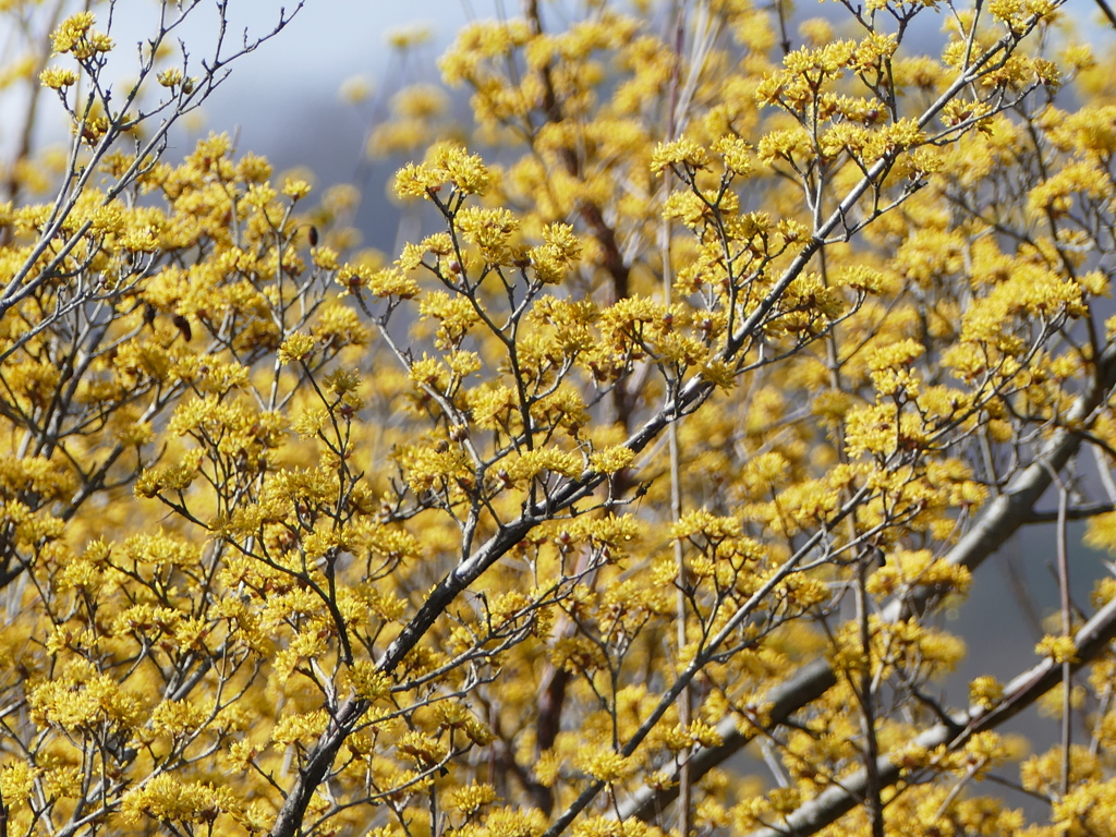 春の花