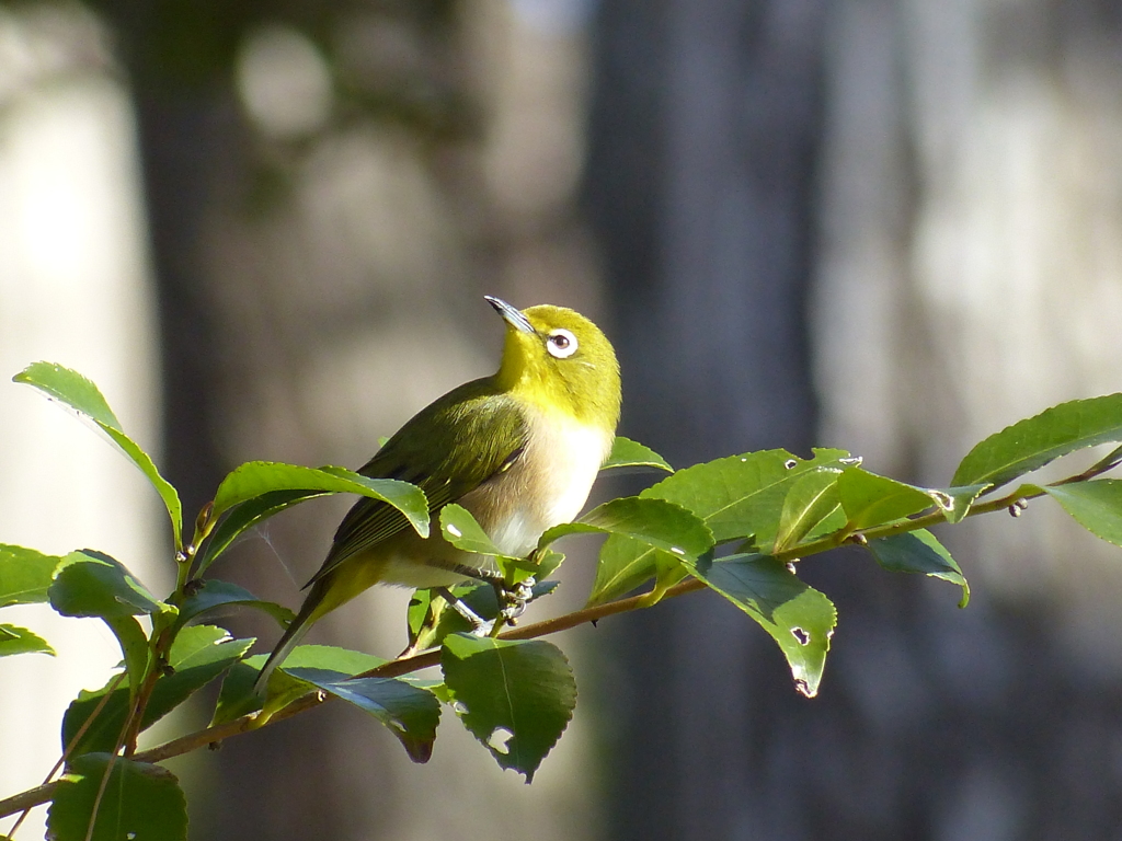 冬の里山で(メジロ）