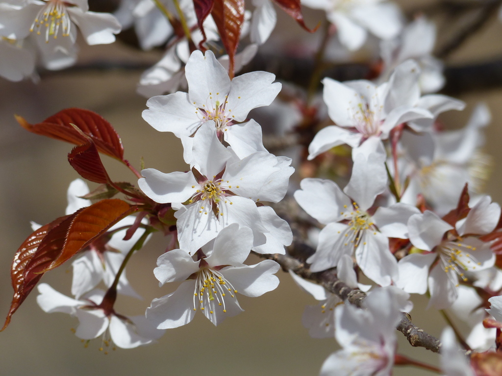 春の花7(桜4)