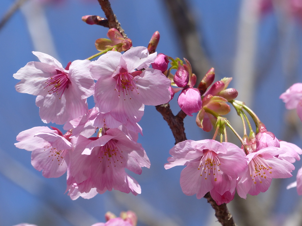 桜
