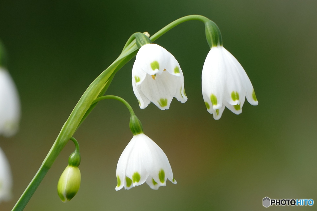 春の花