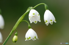 春の花