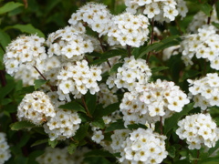 春の花10(小手毬)