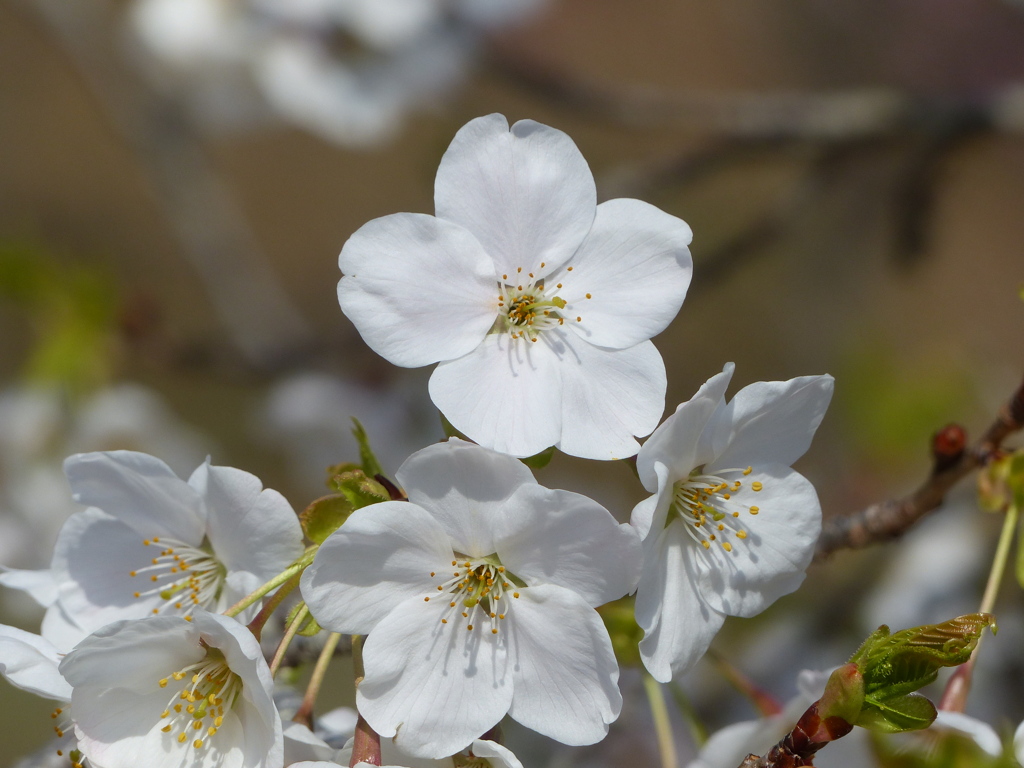 春の花2(桜2)
