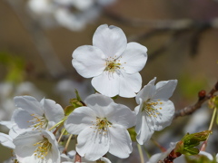 春の花2(桜2)
