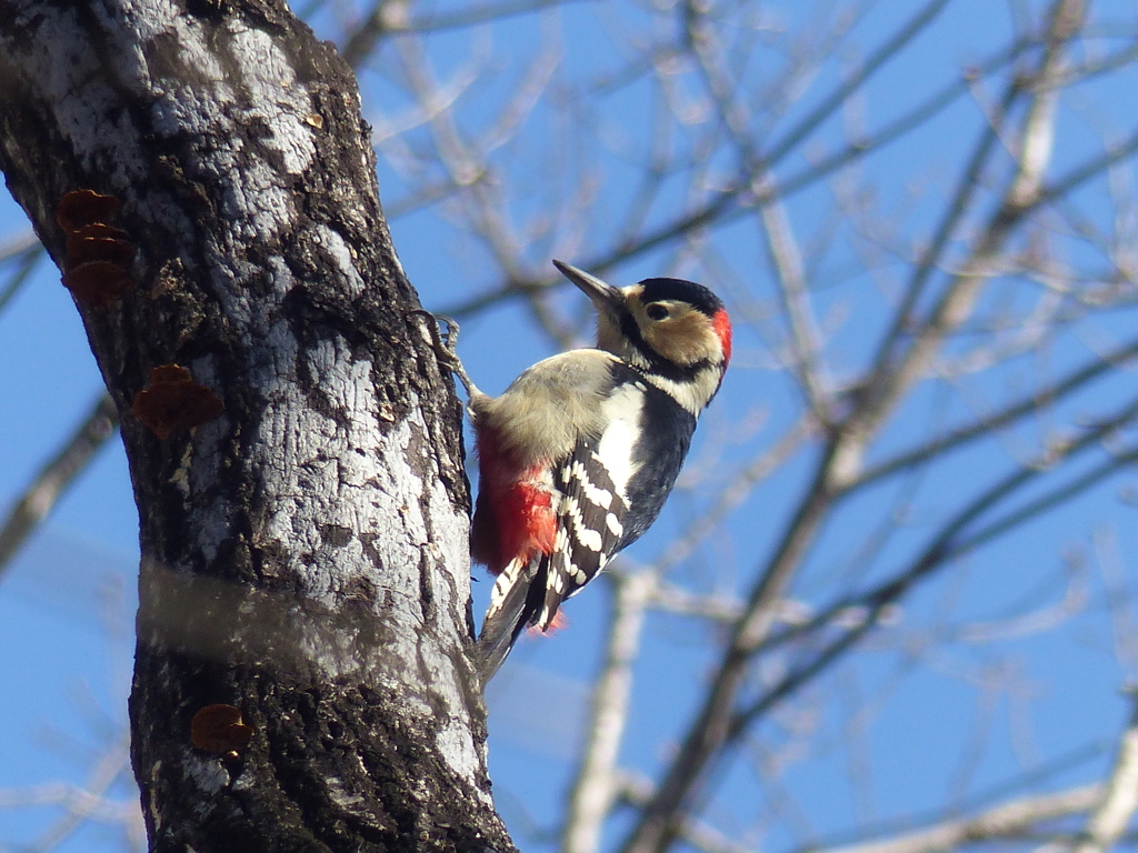 冬の里山で16(アカゲラ）