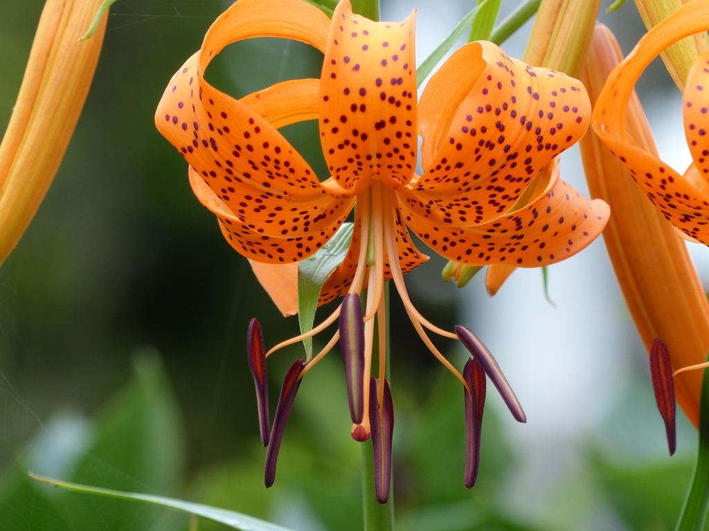 夏の花