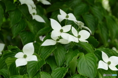 花畑で　