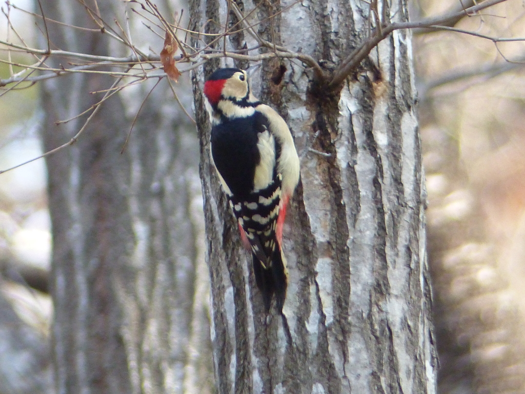 冬の里山で3(アカゲラ)