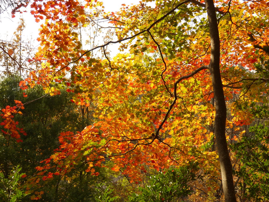 紅葉