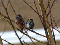 里山の冬鳥たち