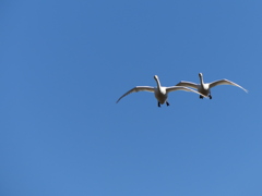 冬の里山で1(いつもの田んぼに白鳥飛来）