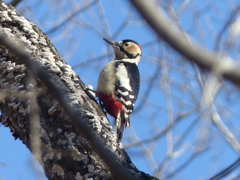冬の里山で16(アカゲラ）