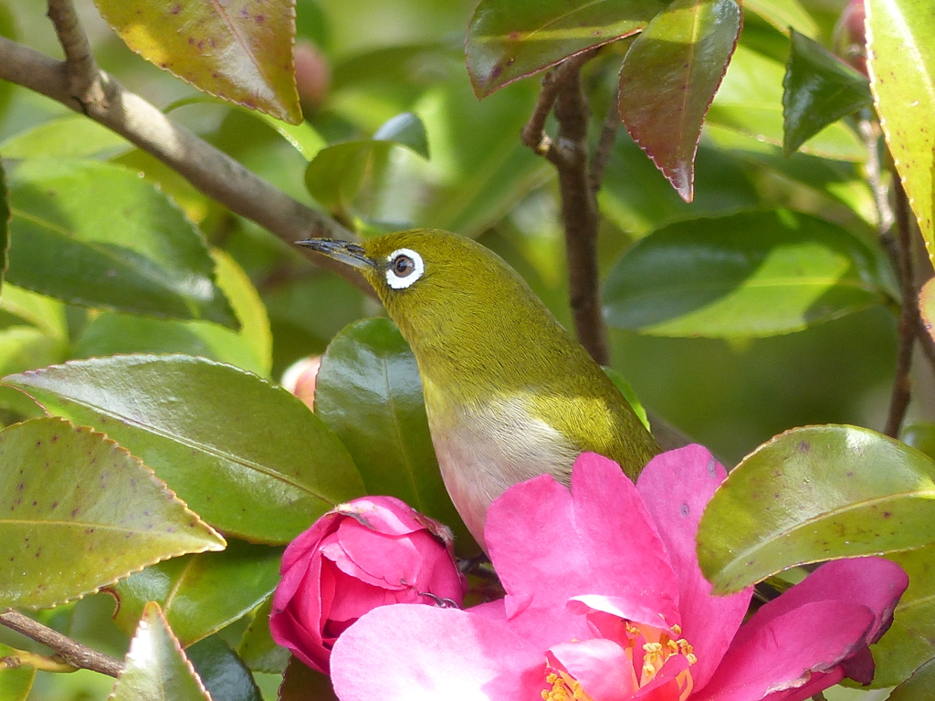 山茶花とメジロ