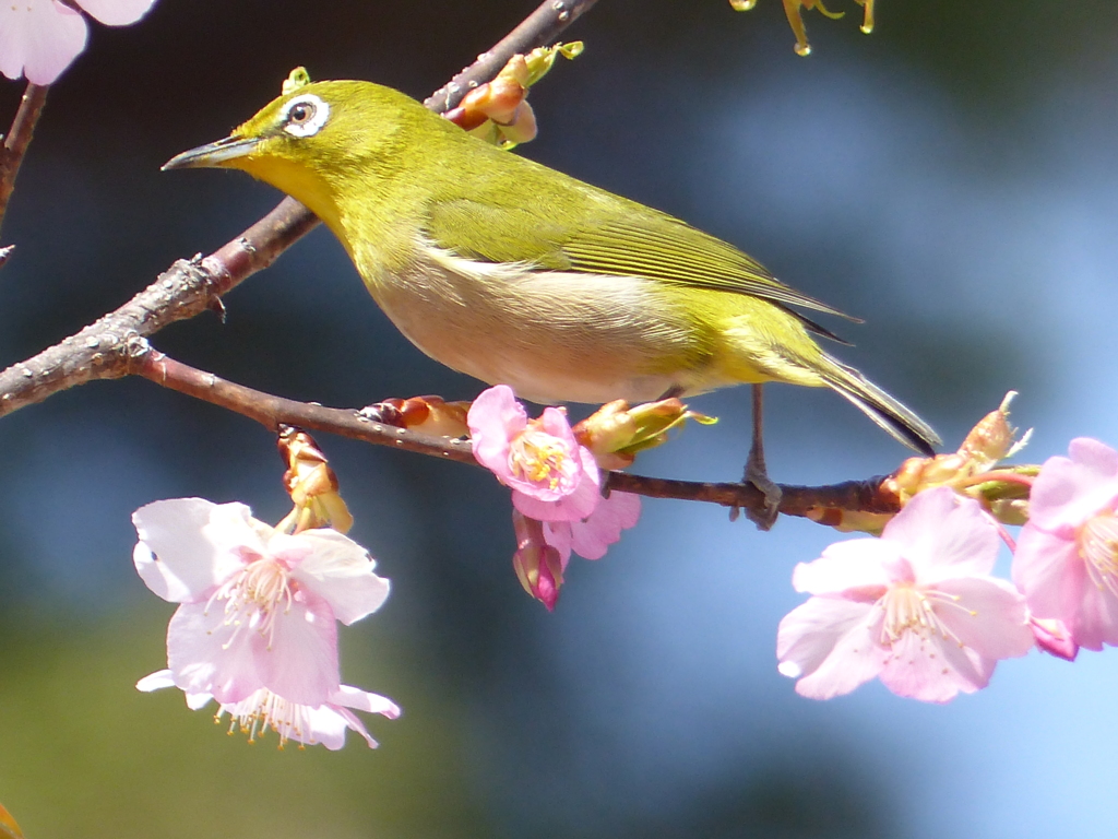 メジロ と桜