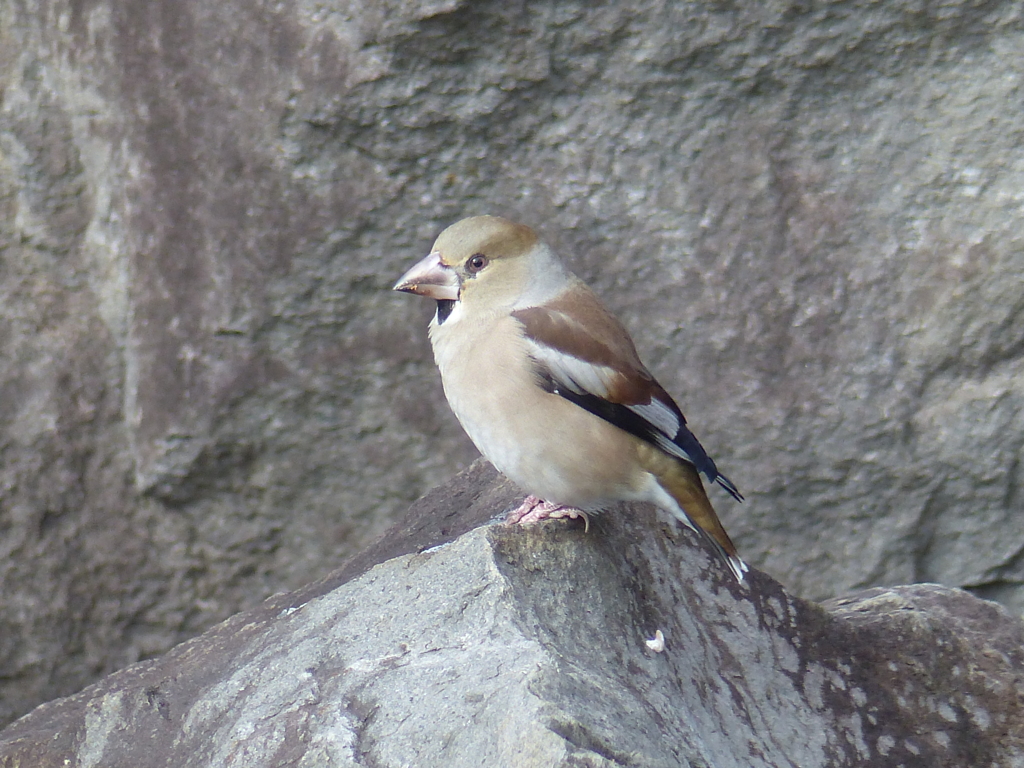 冬の里山で15(シメ)