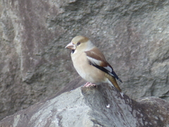 冬の里山で15(シメ)