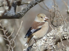 冬の里山で15(シメ)