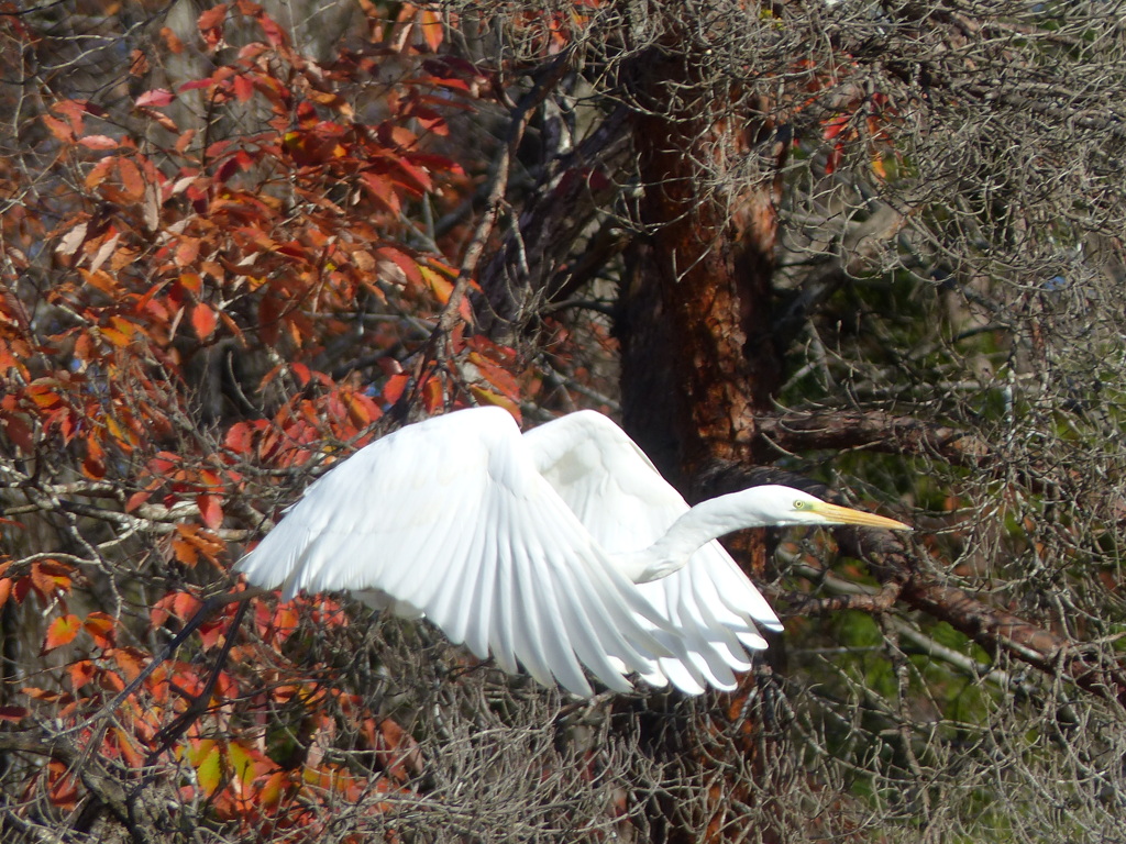 冬の里山で(白鷺）