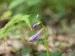 夏の里山で4