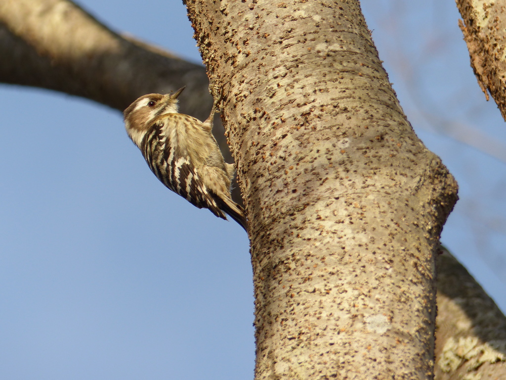 冬の里山で(コゲラ)