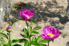 花畑で