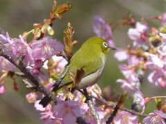 春の里山で6(河津桜とメジロ6)