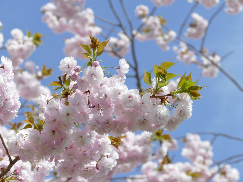 桜