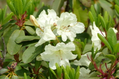 石楠花 