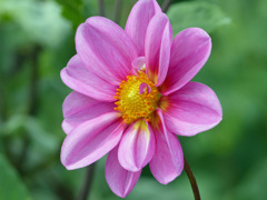秋の花1