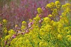 春の花