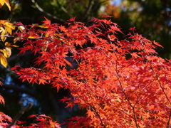 紅葉