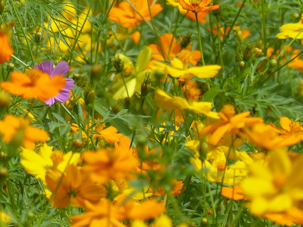 夏に咲く花