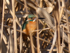 カワセミ