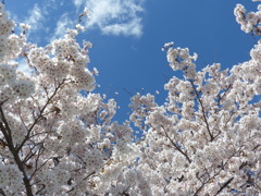 青空と桜