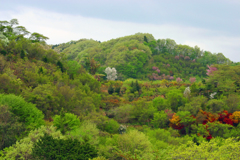 花見山