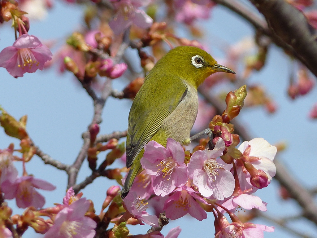 春の里山で1(河津桜とメジロ1)