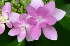 花畑で　