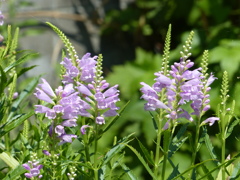 夏の花7